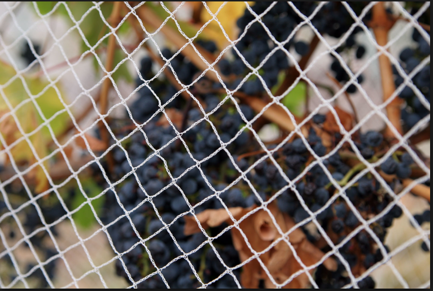 Plastic nets in agriculture Weihai Huaxing Nets Co Ltd