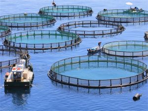 Fish Farming Net Cage