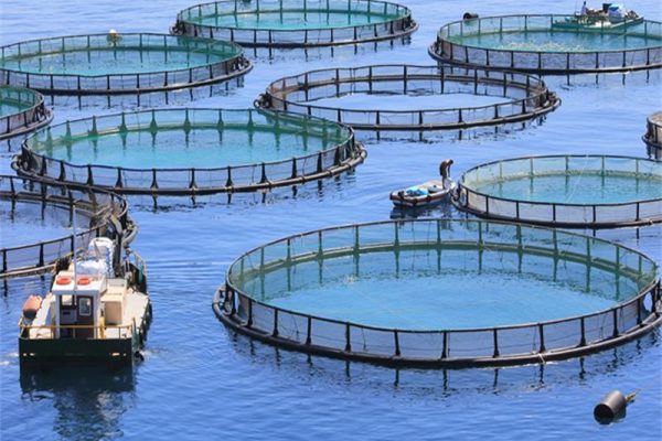 Fish Farming Net Cage