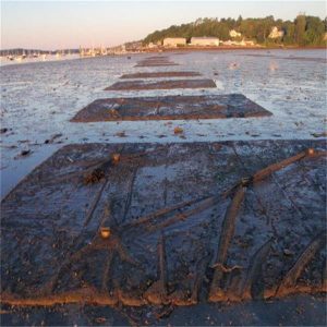 Clam Netting