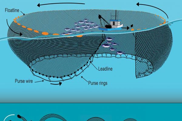 Tuna Cage Nets Purse Seine Fishing