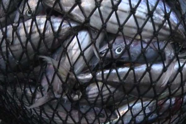 Purse Seine Fishing Nets Bluefin Tuna Cage
