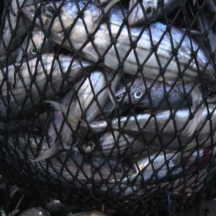 Purse Seine Fishing Nets Bluefin Tuna Cage - Weihai Huaxing Nets