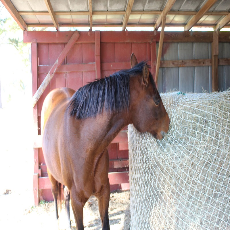 Slow Horse Hay Round Bale Net Feeder