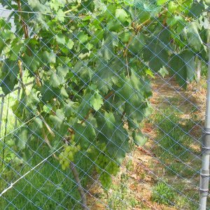 Bird and hail Netting