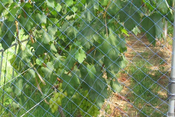 Bird and hail Netting