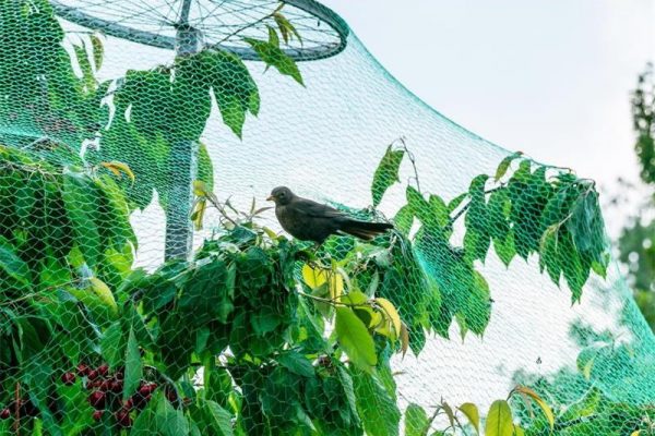 Green Anti Bird Protection Net Mesh