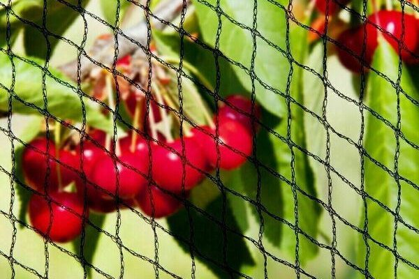 Anti Bird Net Netting - Black